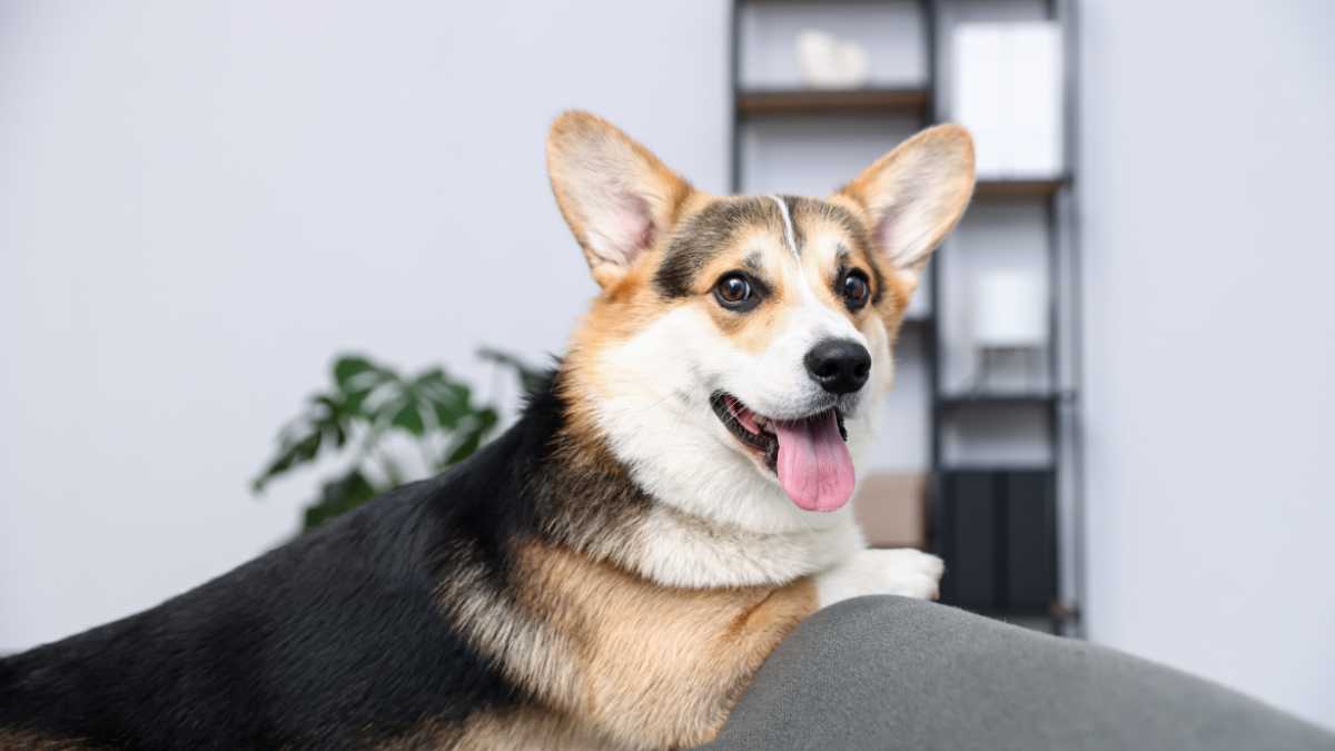 Alloggi pet-friendly a Taormina: dove dormire con animali